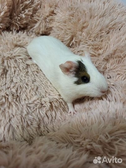 Морские свинки, 1,5 месяца