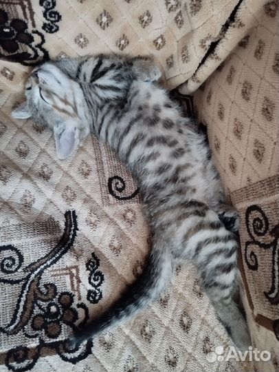 Кошечка
