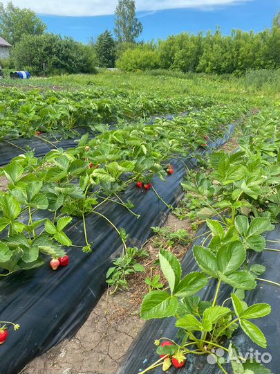 Пленка для клубники