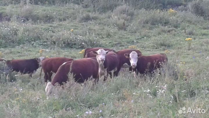 Тёлки, быки 8-9 мес