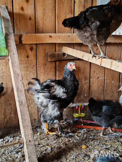 Петух Брама