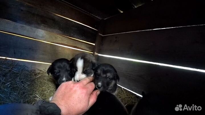 Отдам в добрые руки щенят