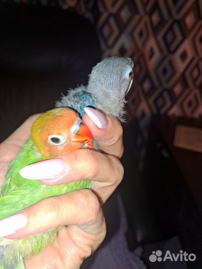 Выкормыши ручные неразлучник