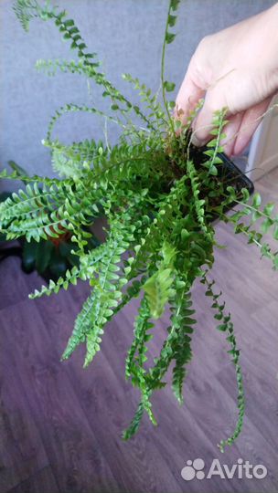 Папоротник нефролепис грин леди