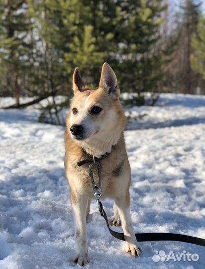 Собачка Молли