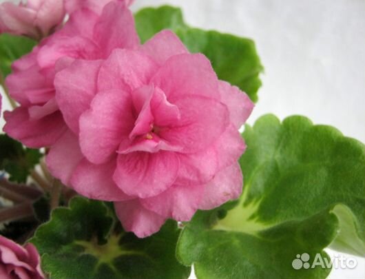 Фиалки. Детки