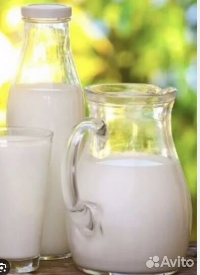 Козье молоко от камерунских коз