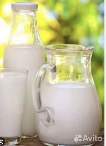 Козье молоко от камерунских коз