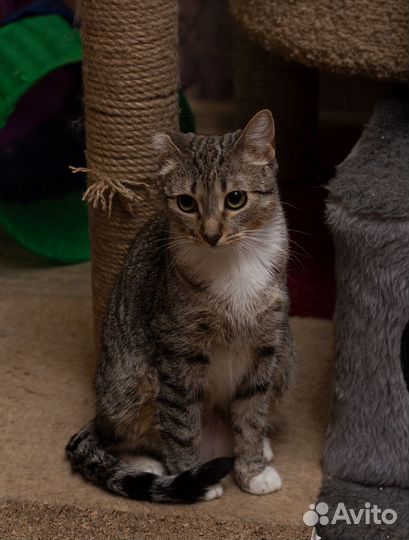 Кошка в дар