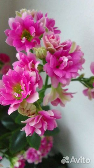 Каланхоэ махр.молодые кусты