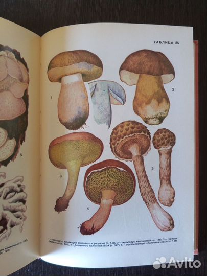 Грибы СССР