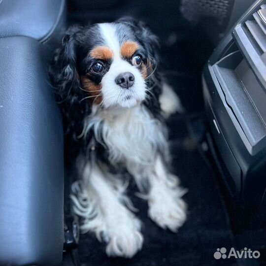 Вязка кавалер кинг чарльз спаниель