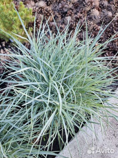 Гвоздика, седум (очиток), овсяница цены в описании