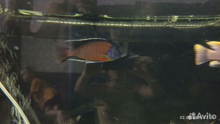 Малавийские цихлиды