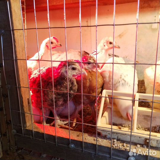 Цыплята подрощенные (петрушки)