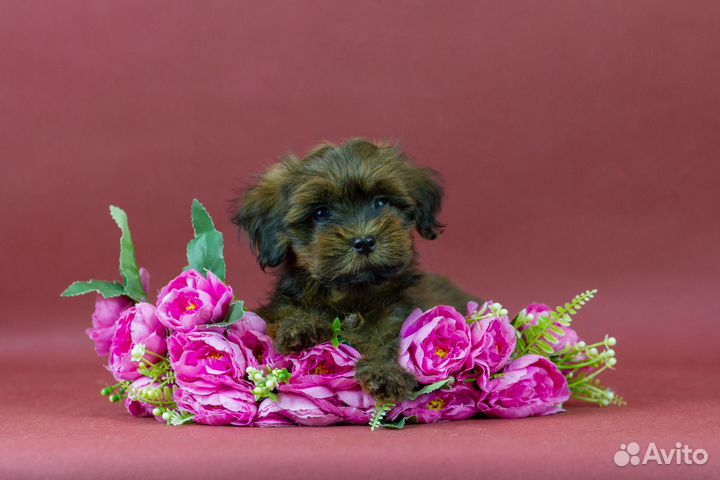 Бишон Хаванез или Гаванский Бишон