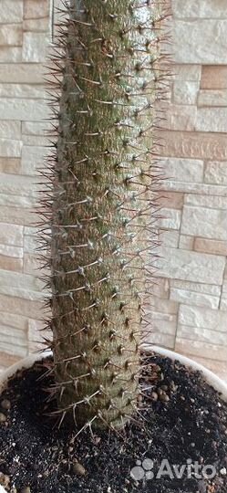 Комнатные домашние растения