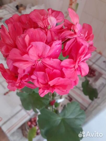 Пеларгония герань сортовая