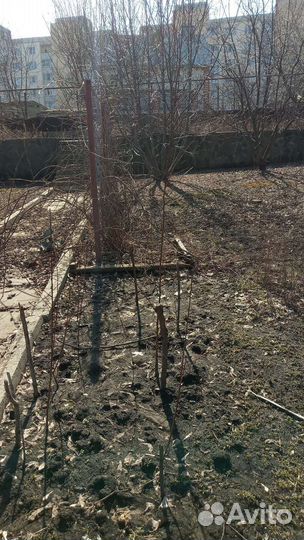 Саженцы абрикоса