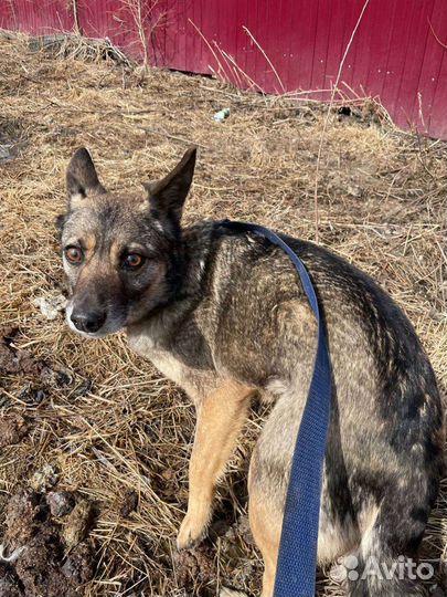 Маленькая собака ищет дом