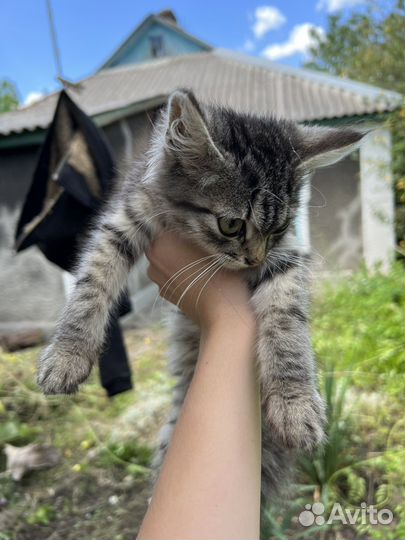 Котенок девочка