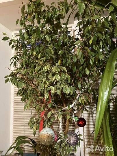 Бенджамина