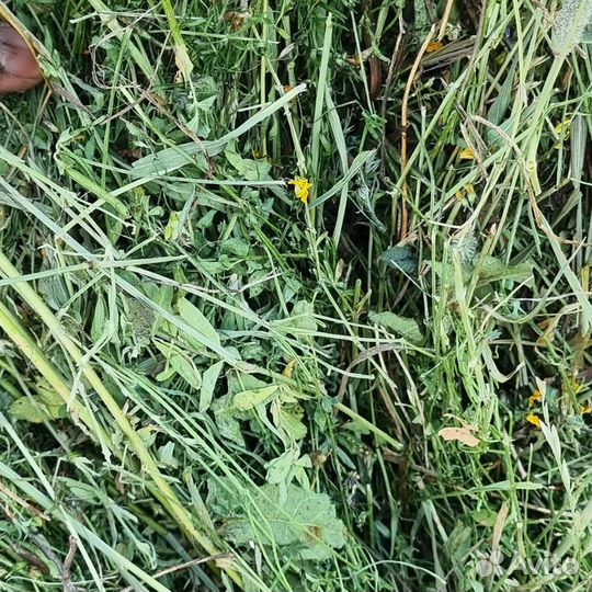 Сено луцерно 2023