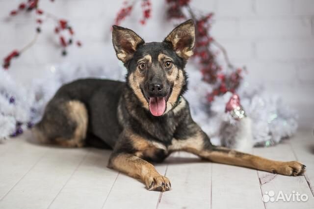 Хельга небольшая собачка в дар, из приюта