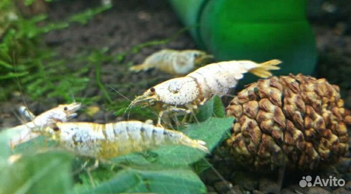 Креветки Каридины белые