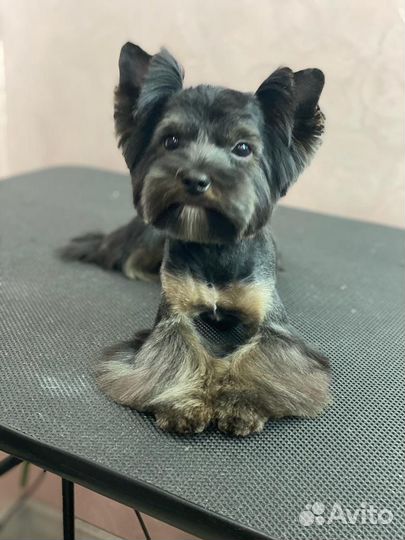 Йоркширский терьер вязка мальчик