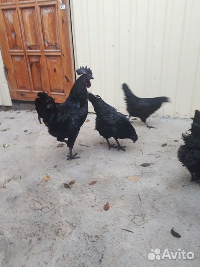 Инкубационное яйцо Ухейлюй