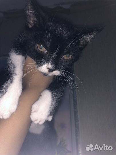 Котята в добрые руки бесплатно