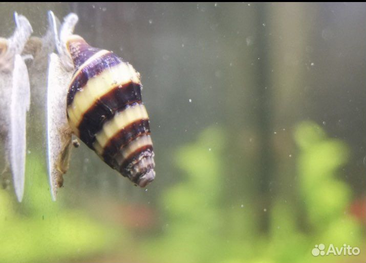 Улитки хелены