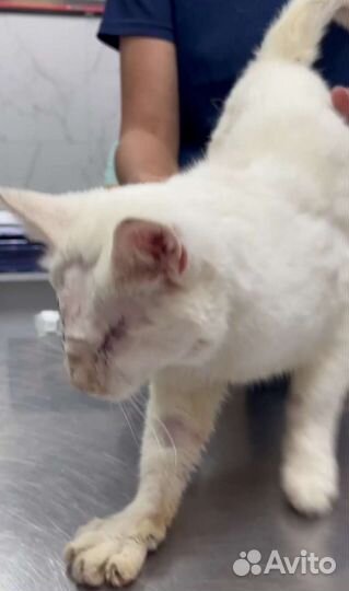 Котик. Найден прооперировали глаза. Подольск