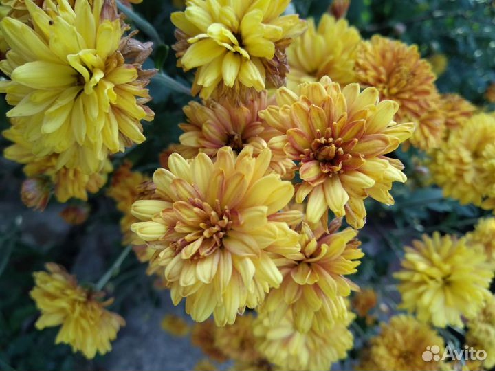 Хризантемы