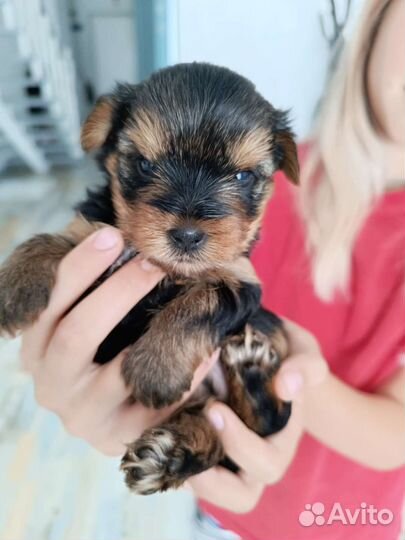 Йоркширский терьер мини беби фейс щенки