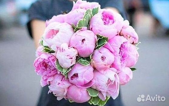 Пионы Букет пионов
