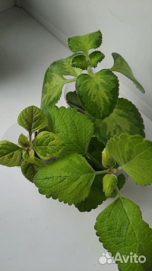 Комнатные растения