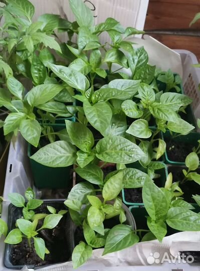 Рассада сладкого и острого перца