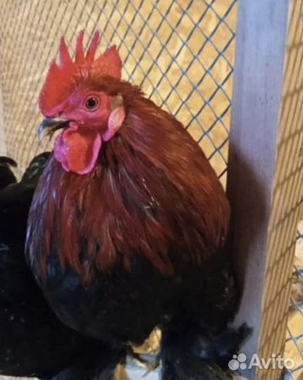 Инкубац.яйцо и цыплята карликового кохинхина