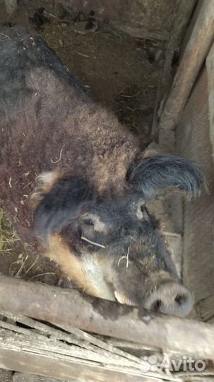 Венгерская мангалица