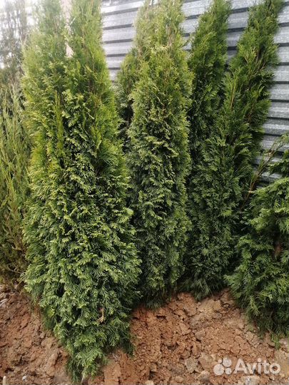 Туя смарагд, Колумна, Глобоза, Даника, Кедр, Пихта