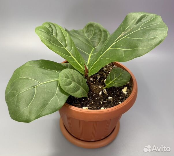 Фикус лирата колумнарис