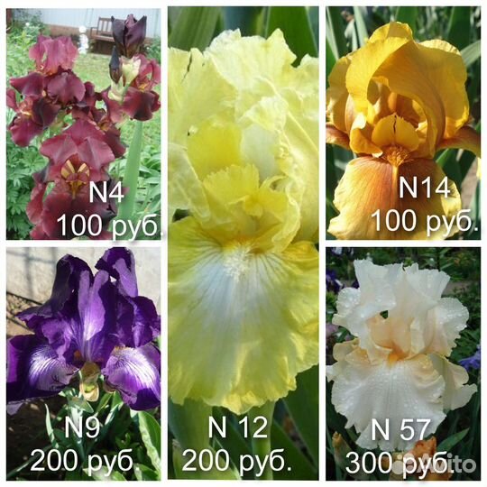 N4 Ирисы бородатые многолетники