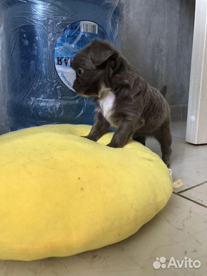 Чихуахуа девочка лиловая