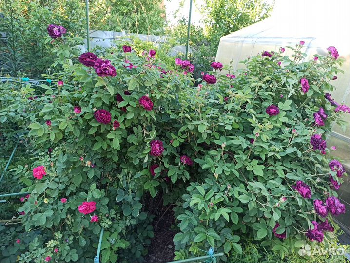 Саженцы морозостойких роз