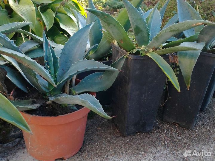 Агава голубая