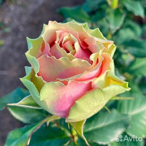 Саженцы роз Питахайя