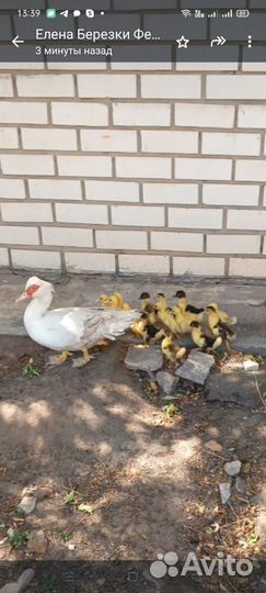 Утки и утята
