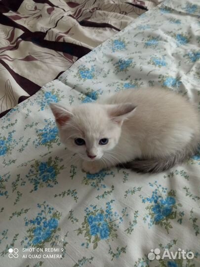 Котенок в добрые руки